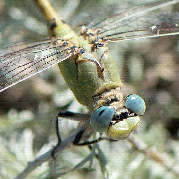 Macro Photograph - Prairie Desert Dragonfly by Gary Stasiuk