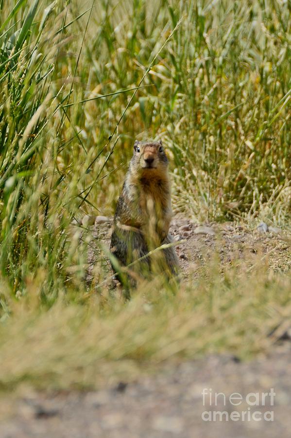 Prairie Dog Photograph by Cassie Marie Photography
