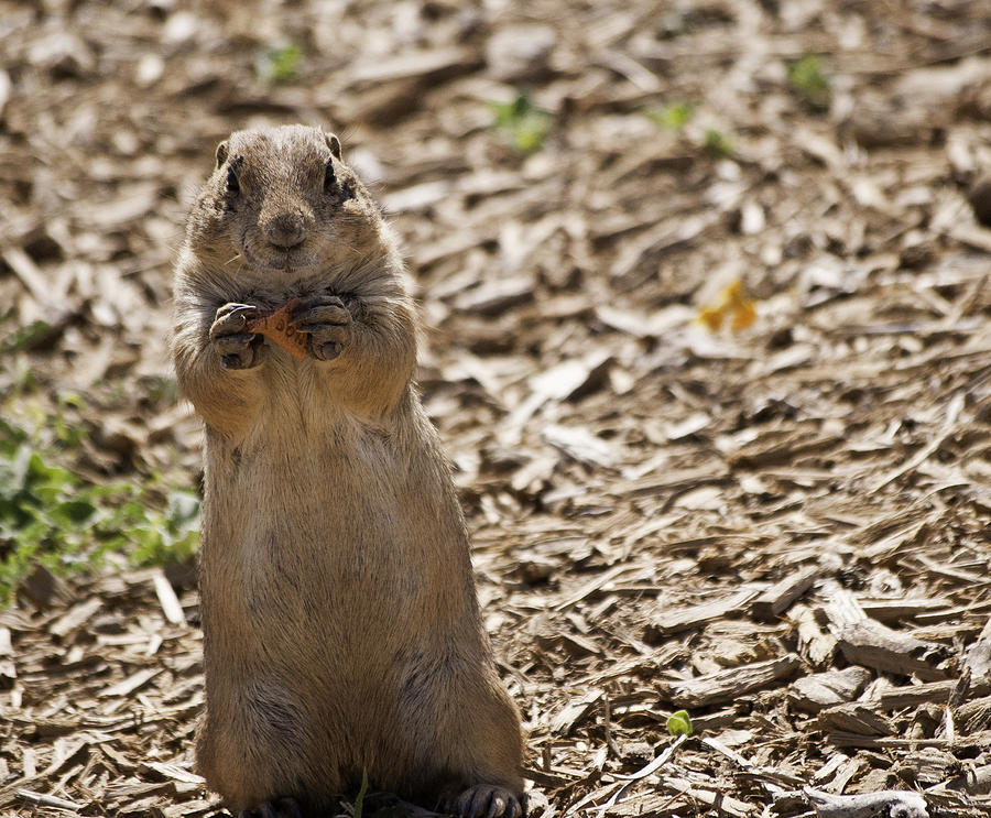 Prairie Dog eating Dog Biscuit Photograph by Melany Sarafis