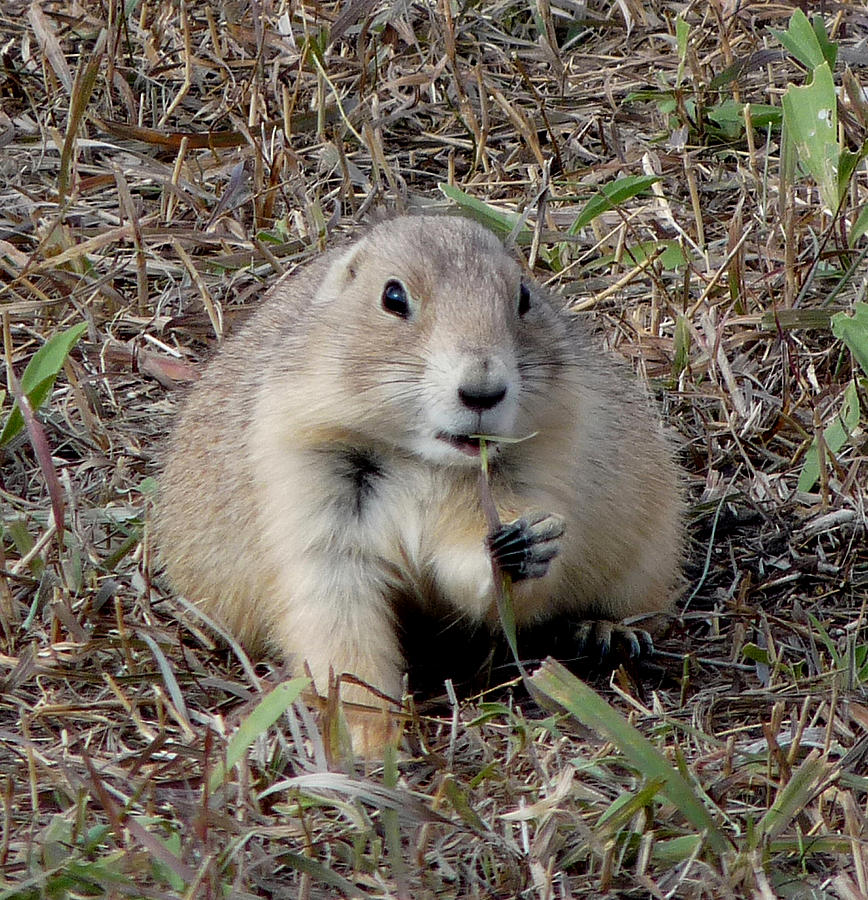 Prairie Dog Photograph by Terry Eve Tanner