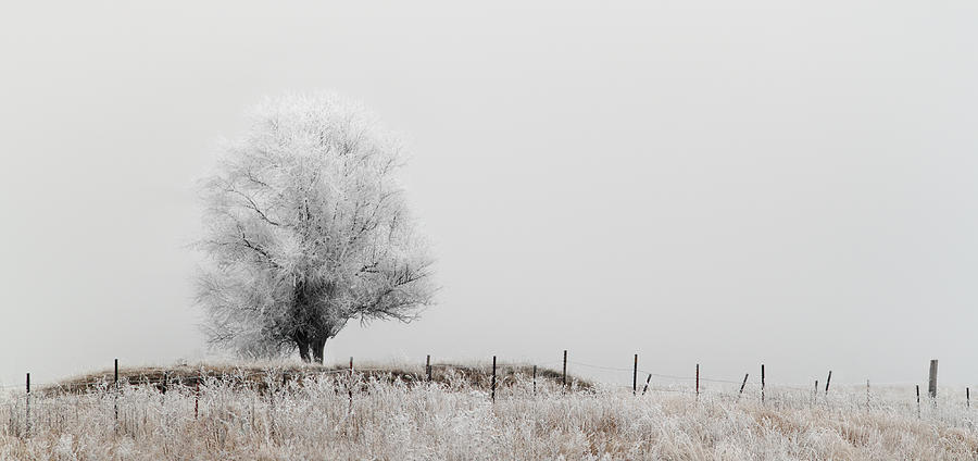 Winter Photograph - Prairie Frost by Patrick Ziegler
