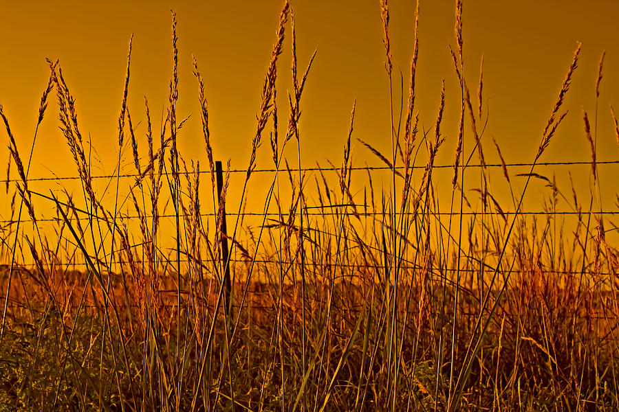Prairie Grass Fence And Sky Photograph by Barbara Dean