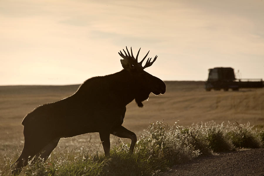 Prairie Moose Photograph by Mark Duffy