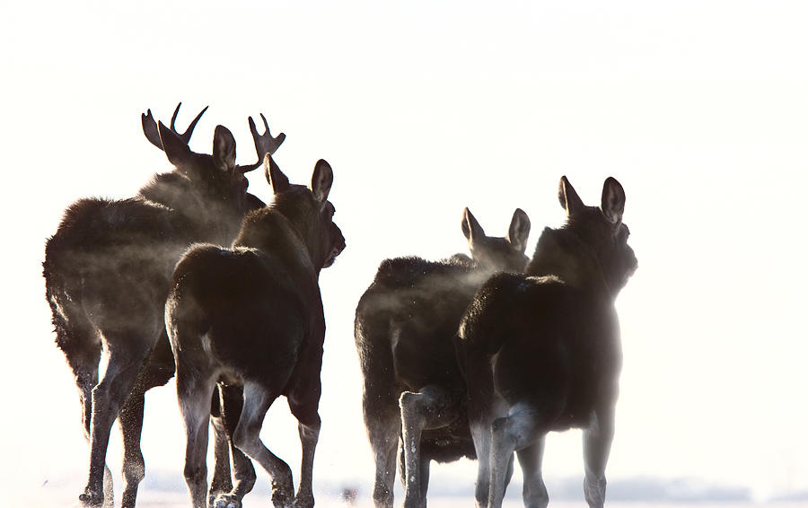 Prairie Moose Saskatchewan Digital Art by Mark Duffy