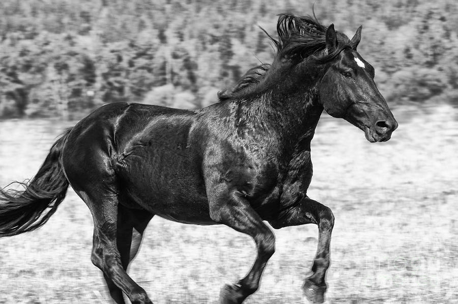 Prairie Runner Photograph by Dennis Hammer
