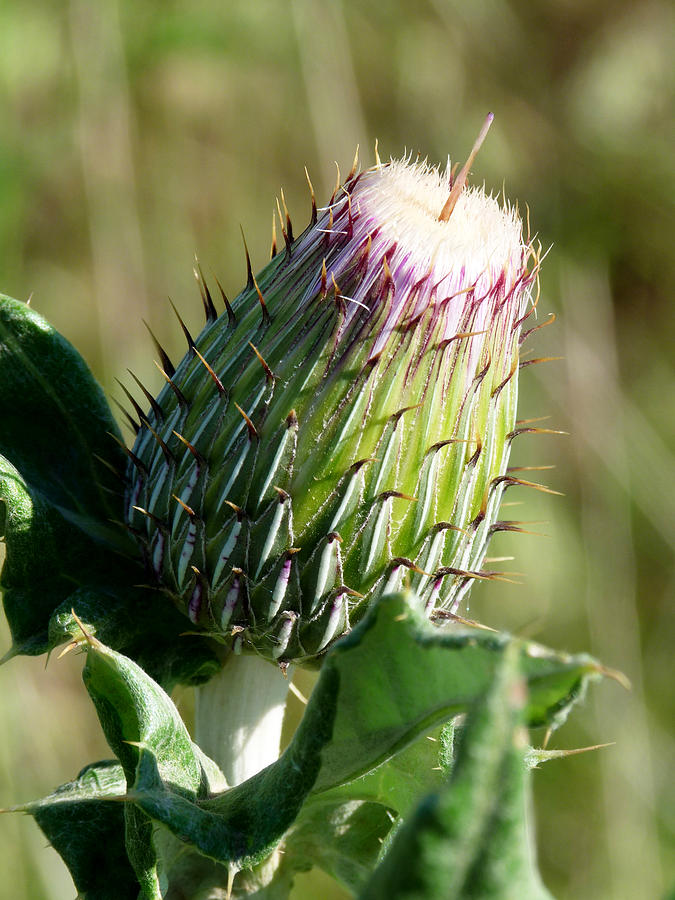 Prairie Thistle Photograph by Terry Eve Tanner