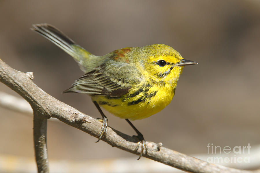 Animal Photograph - Prairie Warbler by Clarence Holmes
