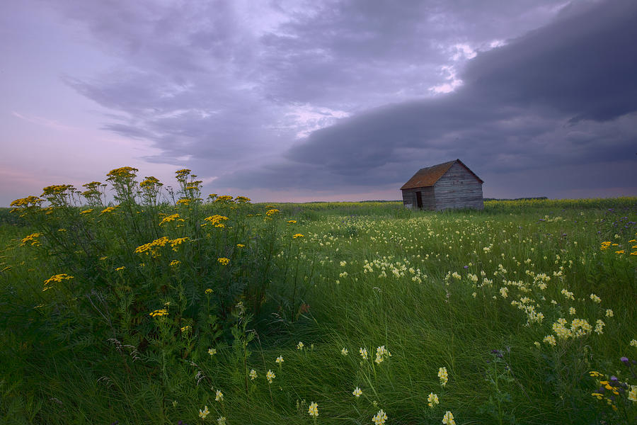 Barn Photograph - Prairie Wildflowers And An Old Farm by Dan Jurak