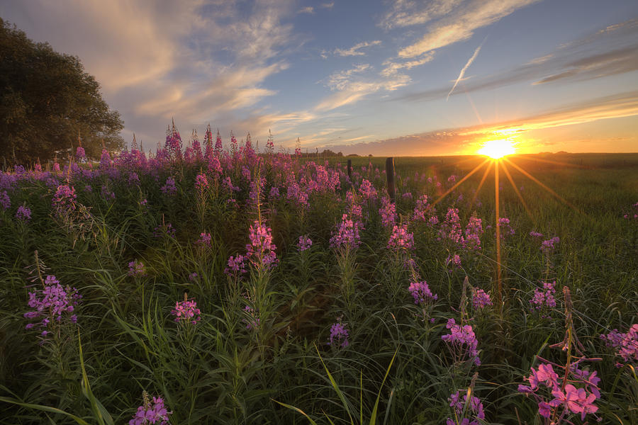 Prairie Wildflowers During Sunset Photograph by Dan Jurak