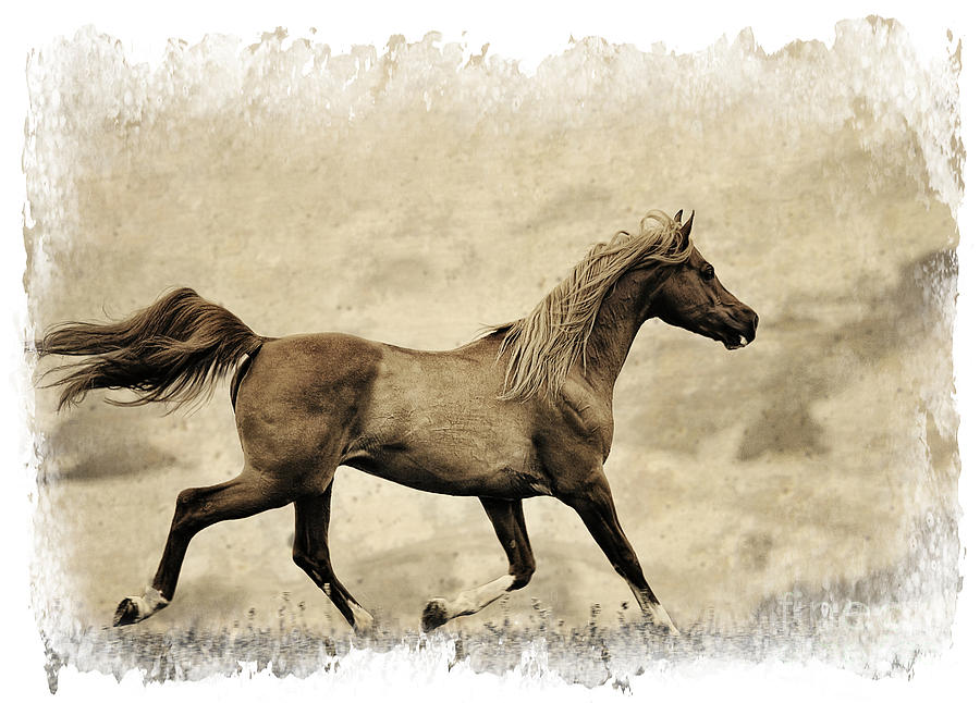 Horse Photograph - Prancer by Patty Hallman