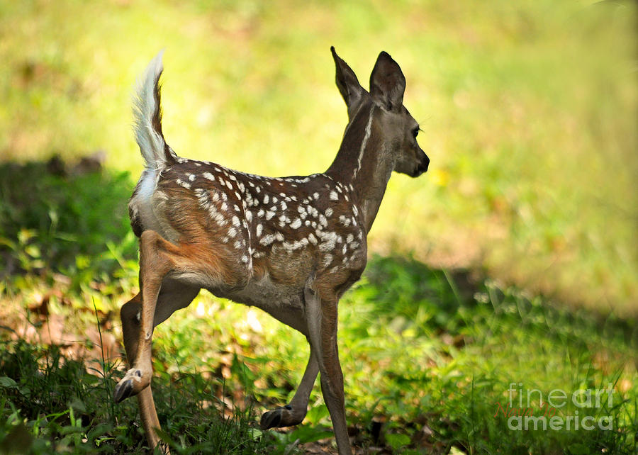 Prancing Fawn Photograph by Nava Thompson
