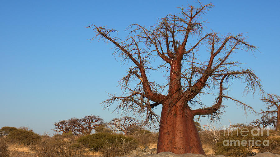 Praying Baobab Photograph by Mareko Marciniak