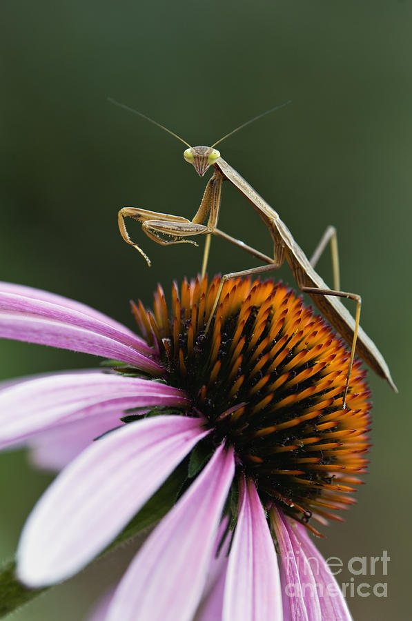 Praying Mantis and Coneflower - D008024 Photograph by Daniel Dempster