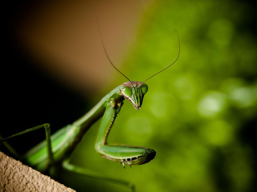Praying Mantis Photograph by Jim DeLillo