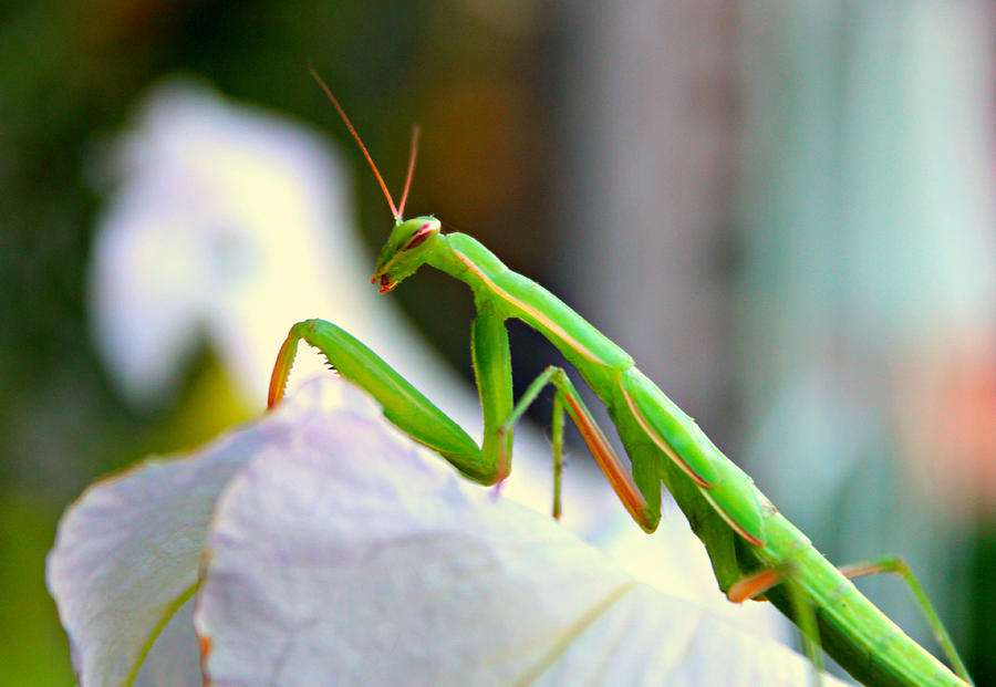 Praying Mantis Photograph by Jo Sheehan