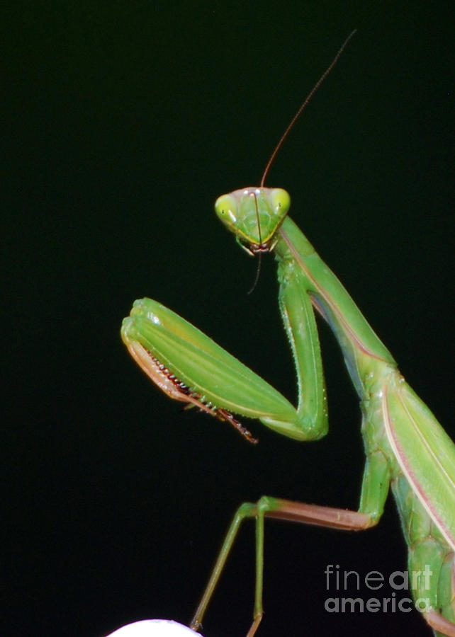 Praying Mantis Photograph - Praying Mantis by Lila Fisher-Wenzel