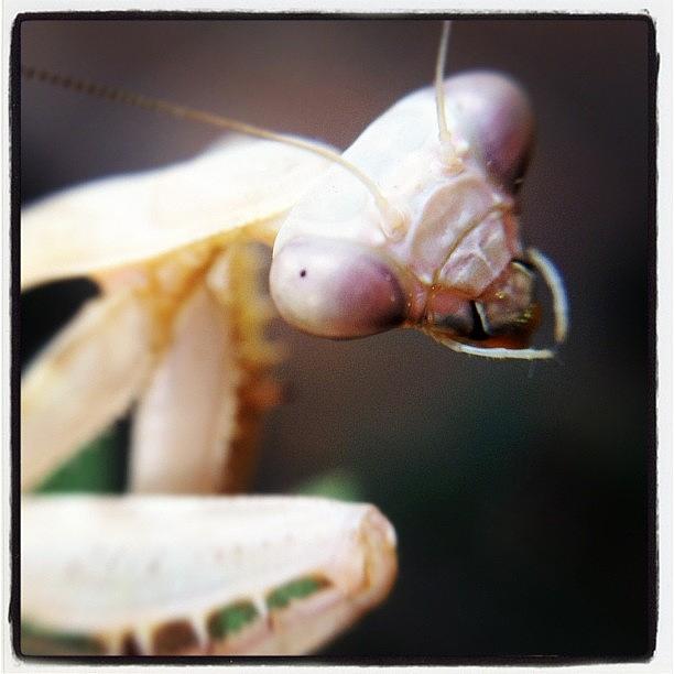 Animal Photograph - Praying Mantis Macro by Raul Roa