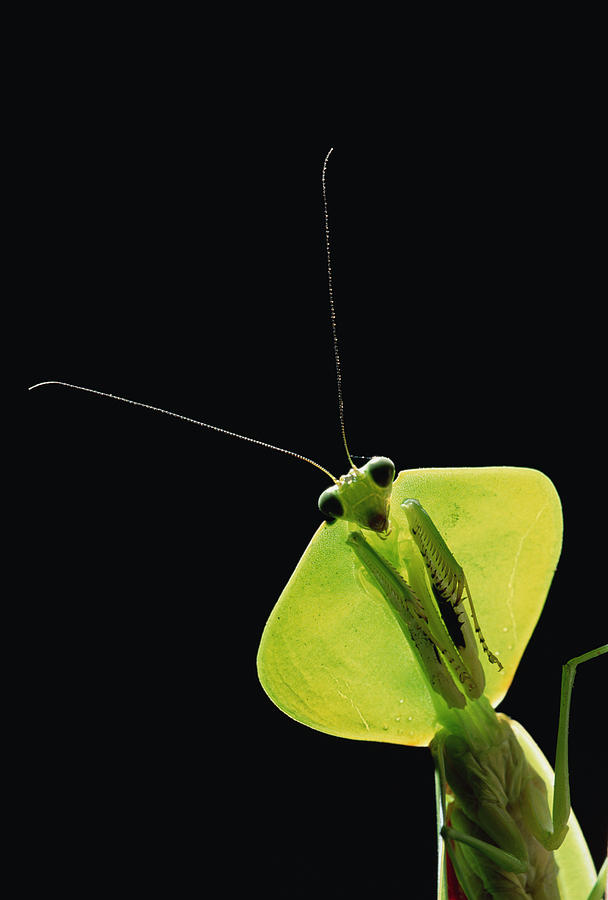 Praying Mantis Mantis Sp, Los Cedros Photograph by Gerry Ellis