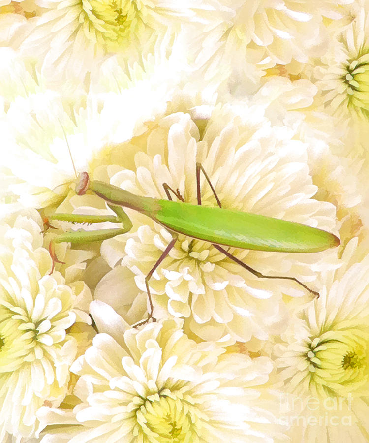 Praying Mantis on a Flower Boquet Digital Art by L J Oakes