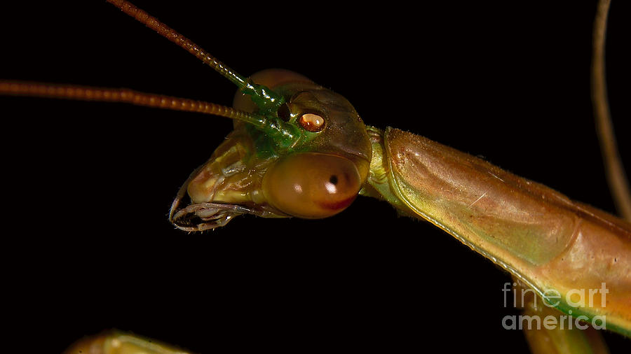 Praying Mantis Portrait Photograph by Mareko Marciniak