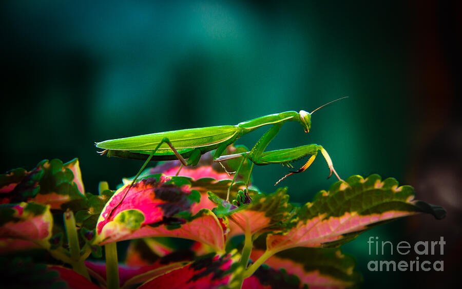 Grasshopper Photograph - Praying Mantis by Robert Bales