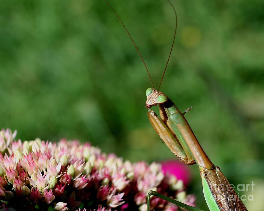 Praying Mantis Photograph by Smilin Eyes Treasures
