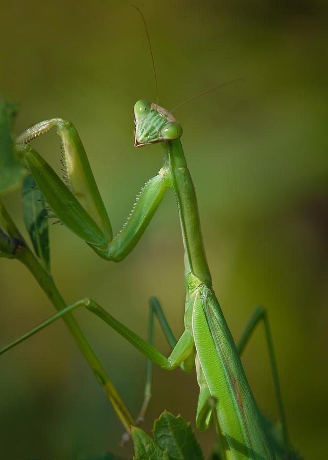 Praying Mantis Photograph by Steve Zimic