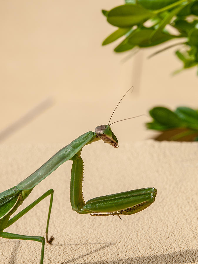 Praying Mantis Too Photograph by Jim DeLillo