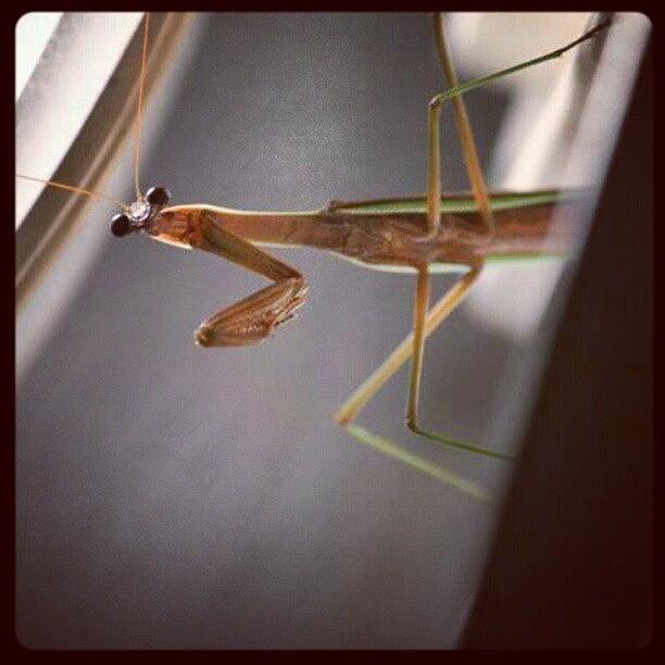 Insects Photograph - #prayingmantis #mantid #insects by Leanna Bodo