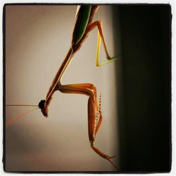 Insects Photograph - #prayingmantis #mantid #mantis #insect by Leanna Bodo