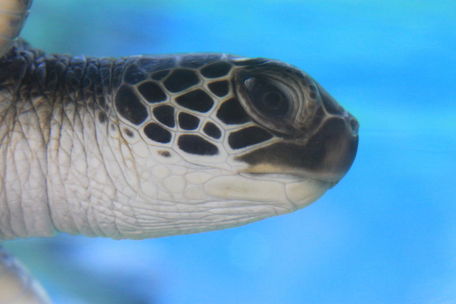 Precious Photograph - Precious Honu Sea Turtle by Karon Melillo DeVega