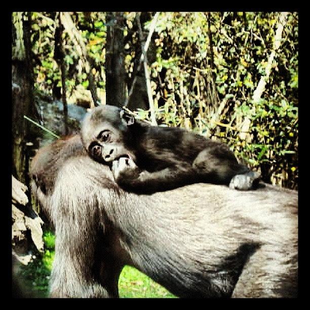 Gorilla Photograph - Precious Moments  by Katie Phillips