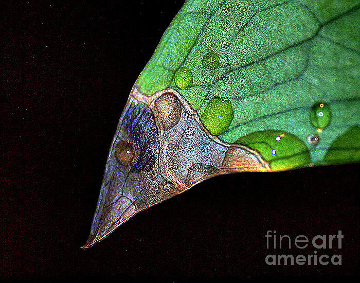 Abstract Photograph - Predator Leaf by Irma BACKELANT GALLERIES