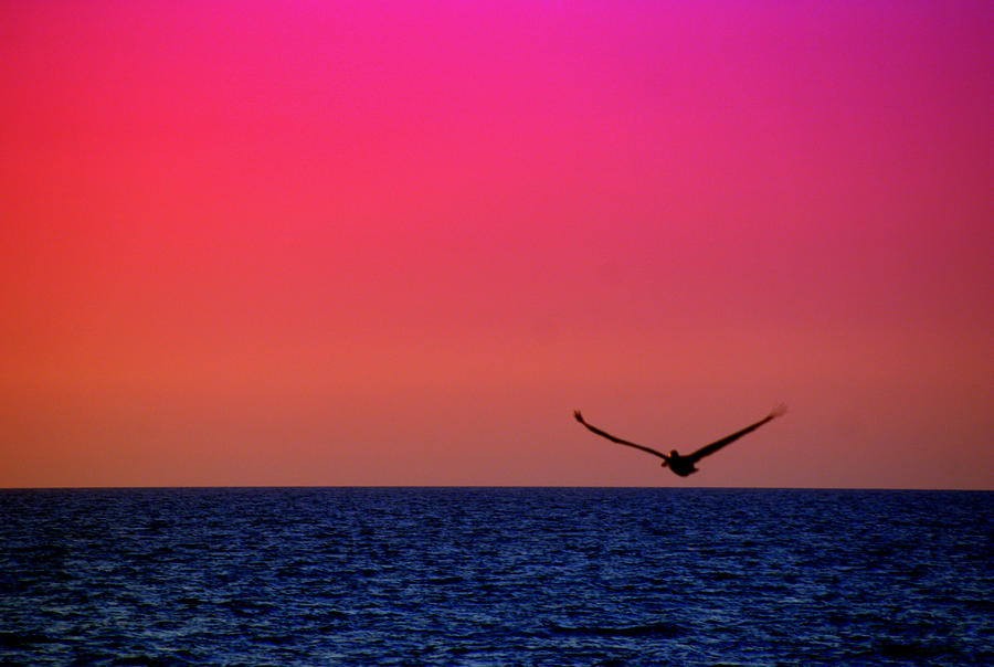 Sunset Photograph - Predawn Flight by Shayne Johnson Fleming