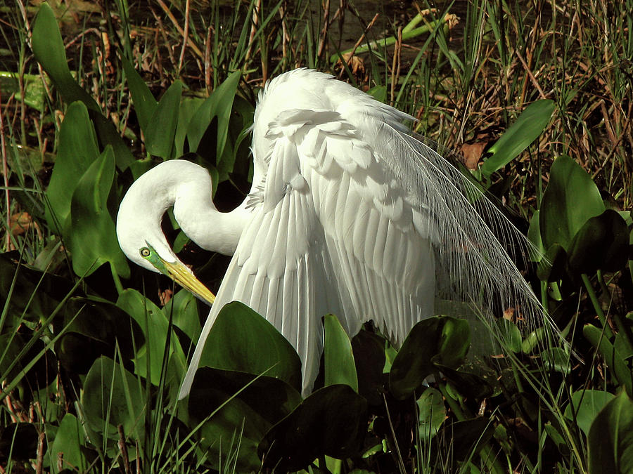 Preening Egret Photograph by Peggy Urban