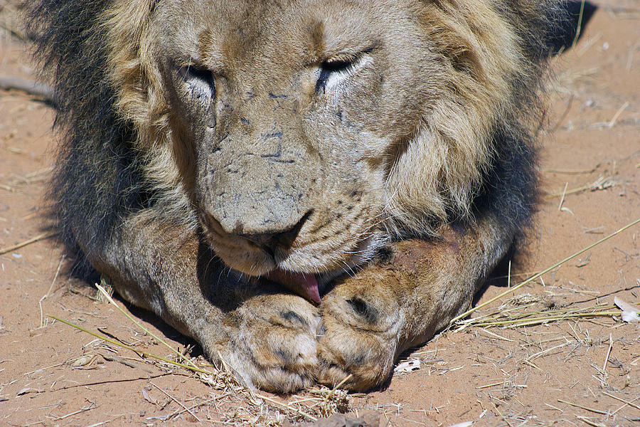 Preening Lion Namibia Photograph by David Kleinsasser