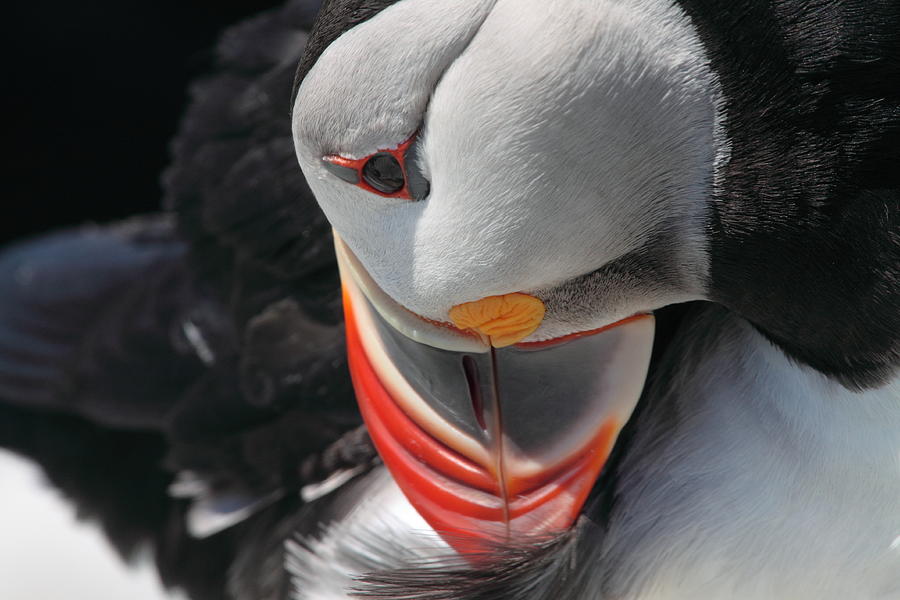 Preening Puffin Photograph by Bruce J Robinson