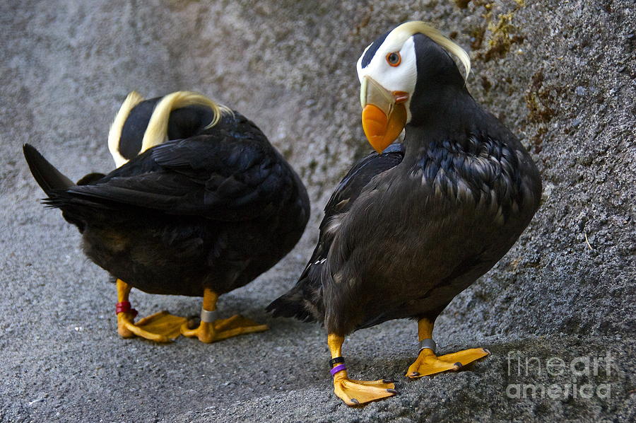 Preening puffins Photograph by Sean Griffin