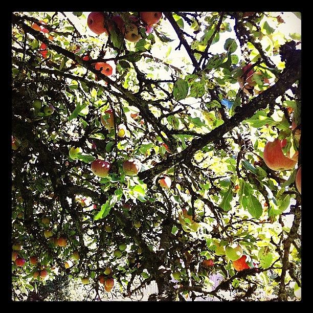 Pregnant Apple Tree Photograph by Twittler Twittler