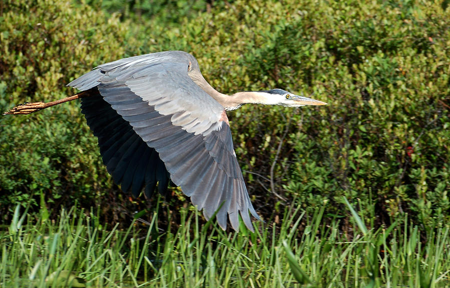 prehistoric looking Great Blue Heron Photograph by Peter DeFina