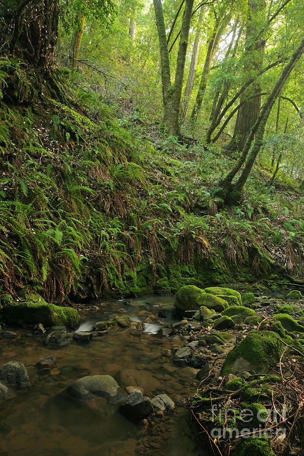 Prehistoric Rain Forest Photograph By Matt Tilghman