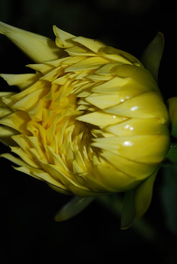 Nature Photograph - Premature Flower Bud by Michelle Cruz
