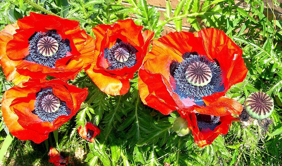 Preponderance of Poppies Photograph by Randy Rosenberger