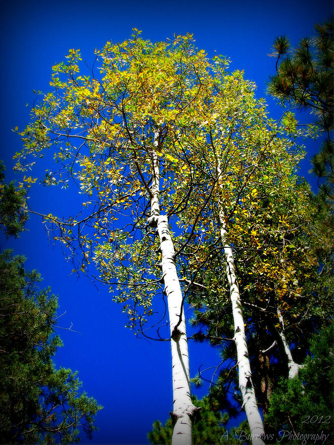 Prescott Fall Aspen Canopies Photograph by Aaron Burrows