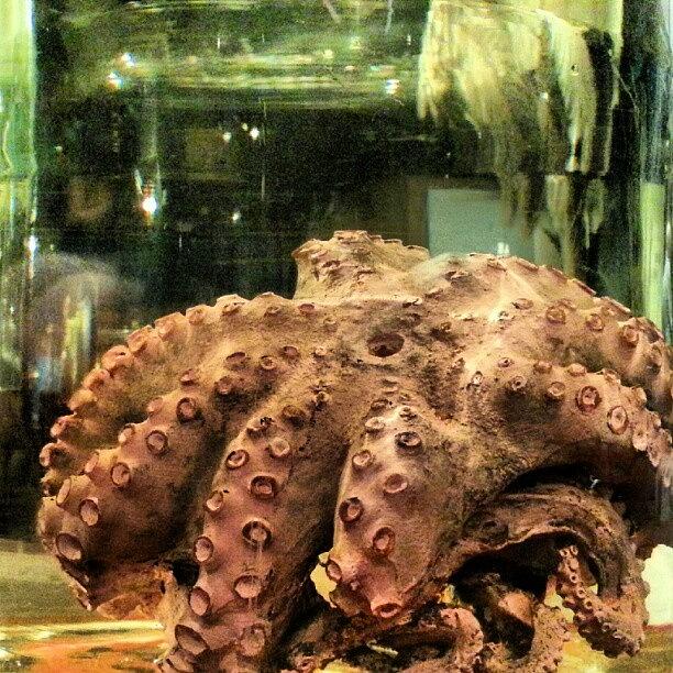 Octopus Photograph - #preserved #glass #jar #octopus #witte by Clifford McClure