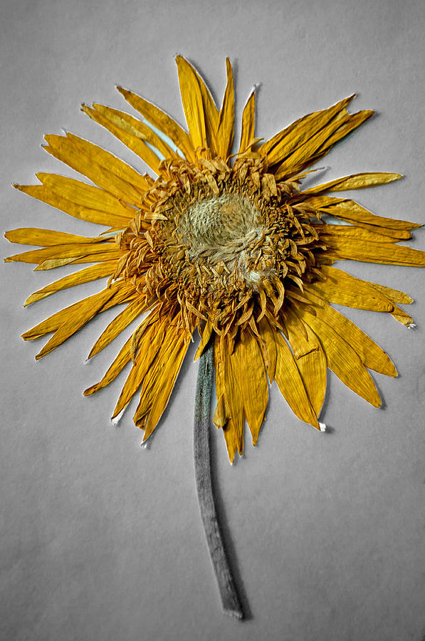 Pressed Sunshine Flower Photograph by Tikvahs Hope