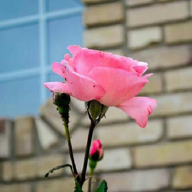 Nature Photograph - Pretties! #rose #roses #beautiful by Becca Watters