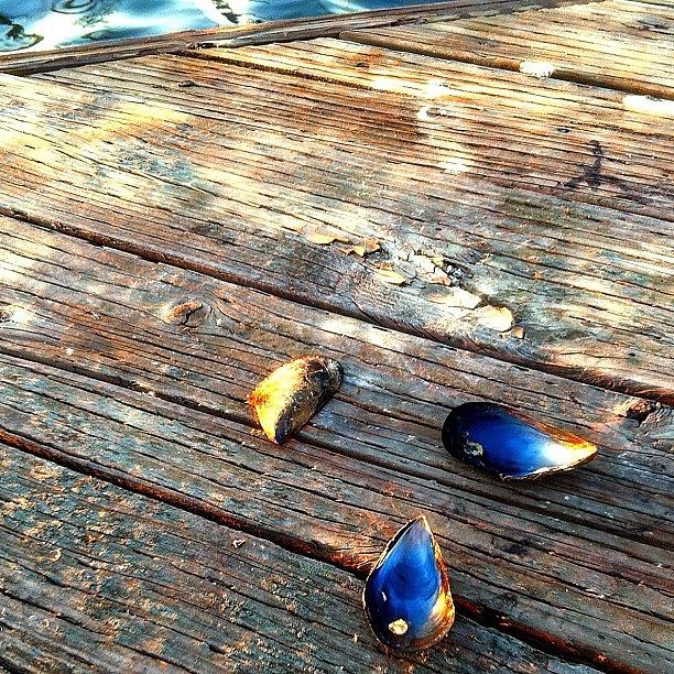 Shell Photograph - Prettiest #mussels Ive Ever Seen! by Debi Tenney
