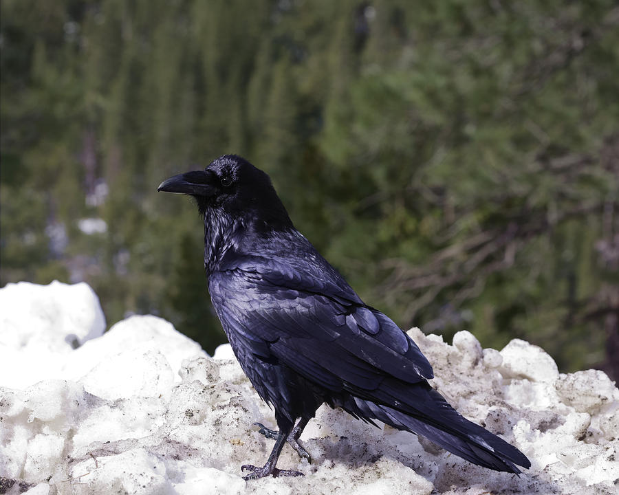 Pretty Begging Raven on Dirty Snow Photograph by Gregory Scott