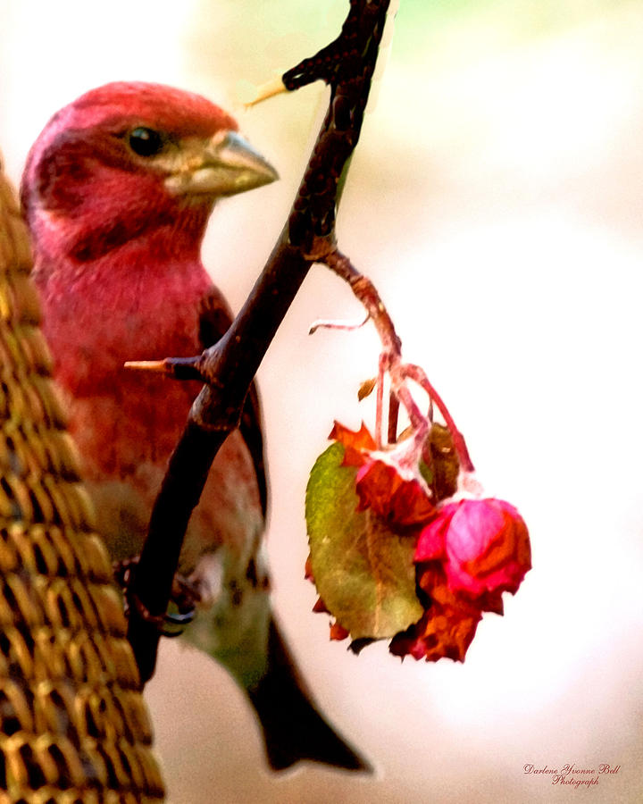 Bird Photograph - Pretty Bird by Darlene Bell